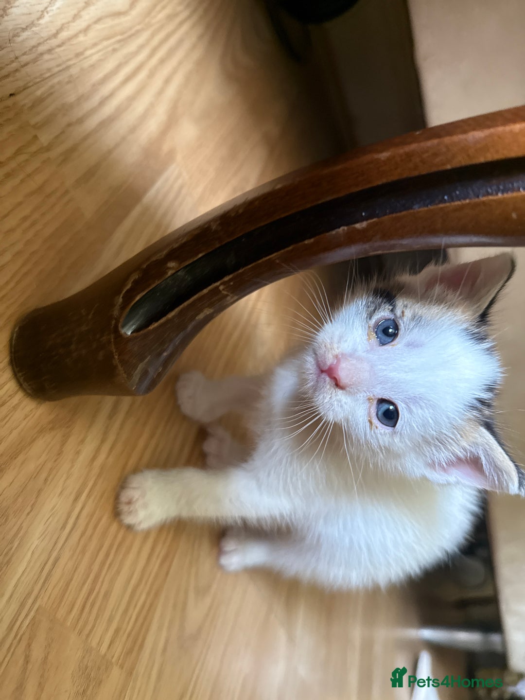Mixed Breed cats for sale: FREE KITTENS ready 4home💖2 kittens open to offers - Image 12