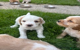Mixed Breed dogs for sale: Clumber x Cocker Puppies  in Warminster - Image 7