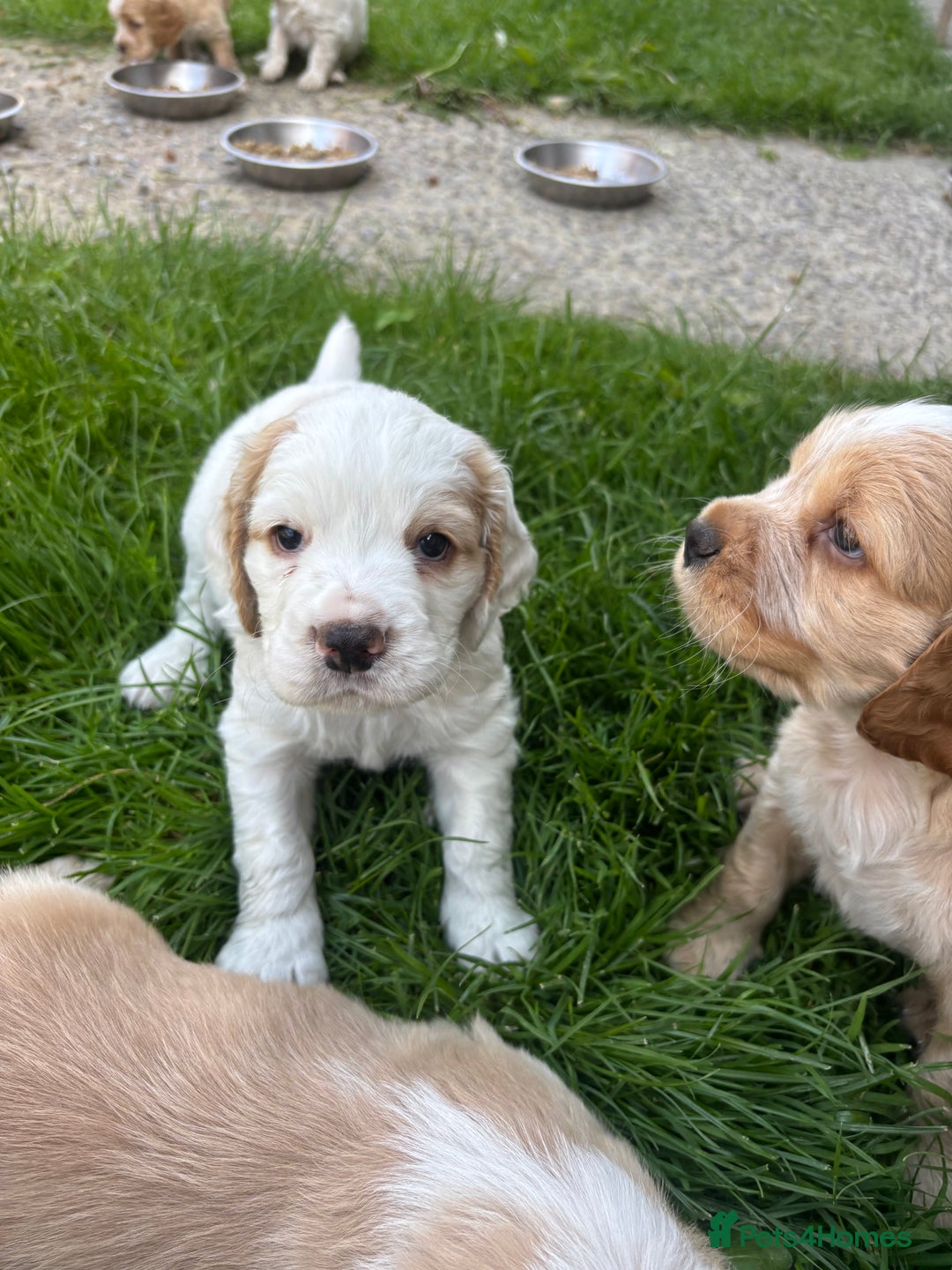 Mixed Breed dogs for sale: Clumber x Cocker Puppies  in Warminster - Image 7