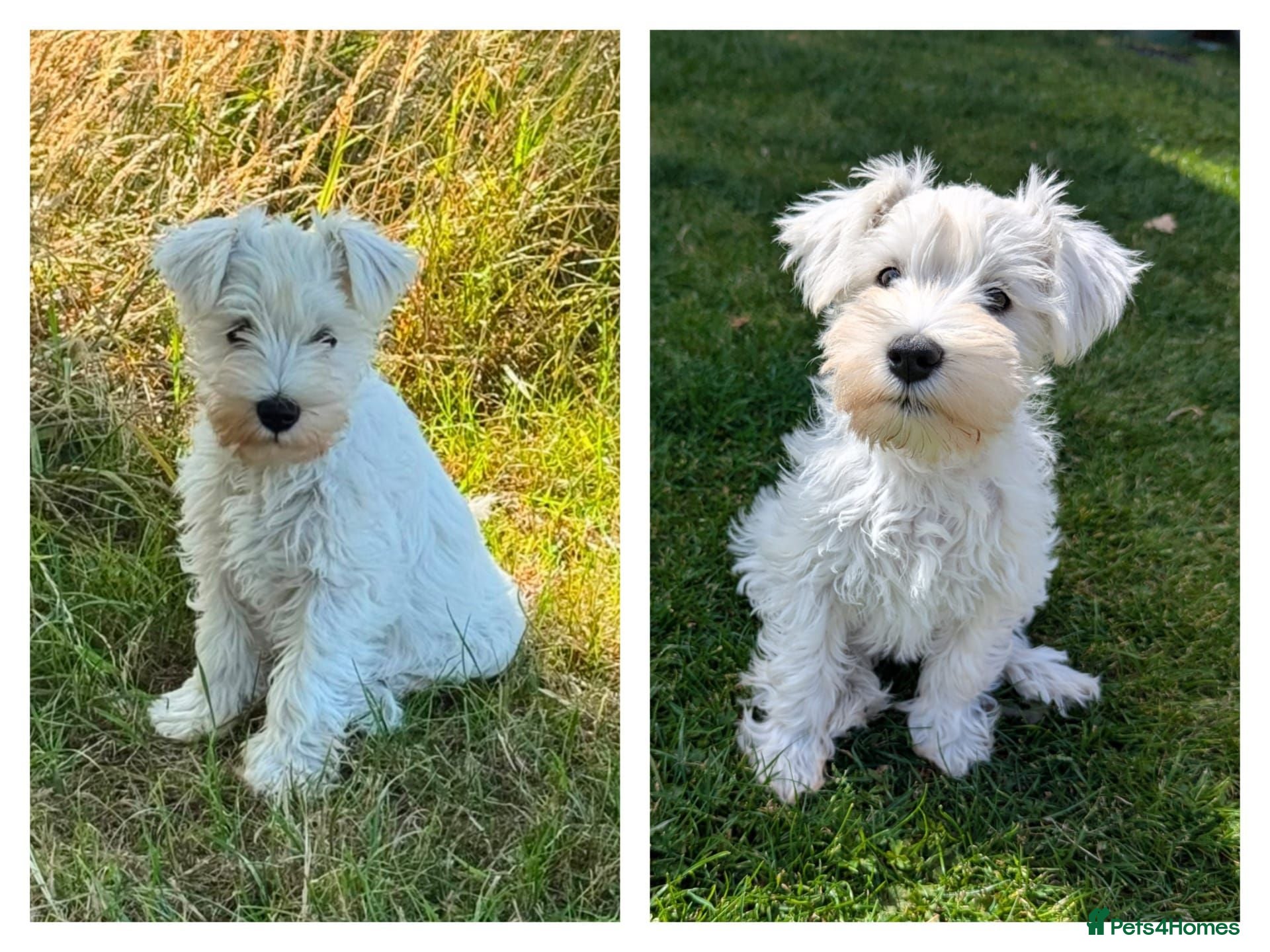 Miniature Schnauzer dogs ***2 Remaining***KC Registered Miniature Schnauzer - Advert 1