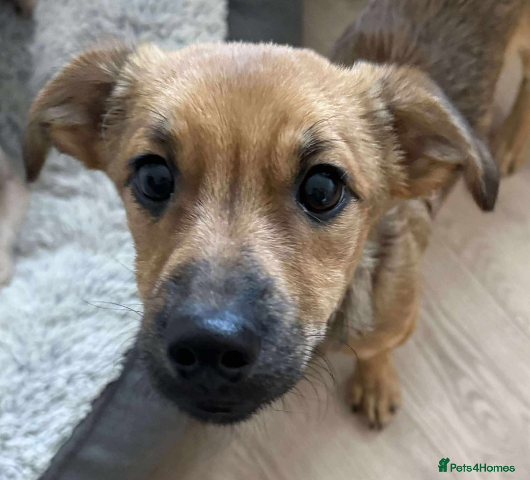 Mixed Breed dogs for adoption: 💕 Crumble 💕 - Advert 2