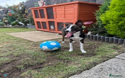 Border Collie dogs for sale: Border Collie  - Image 3