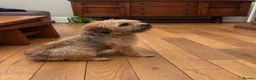 Border Terrier dogs for sale: Border Terrier puppy for new home - Advert 31