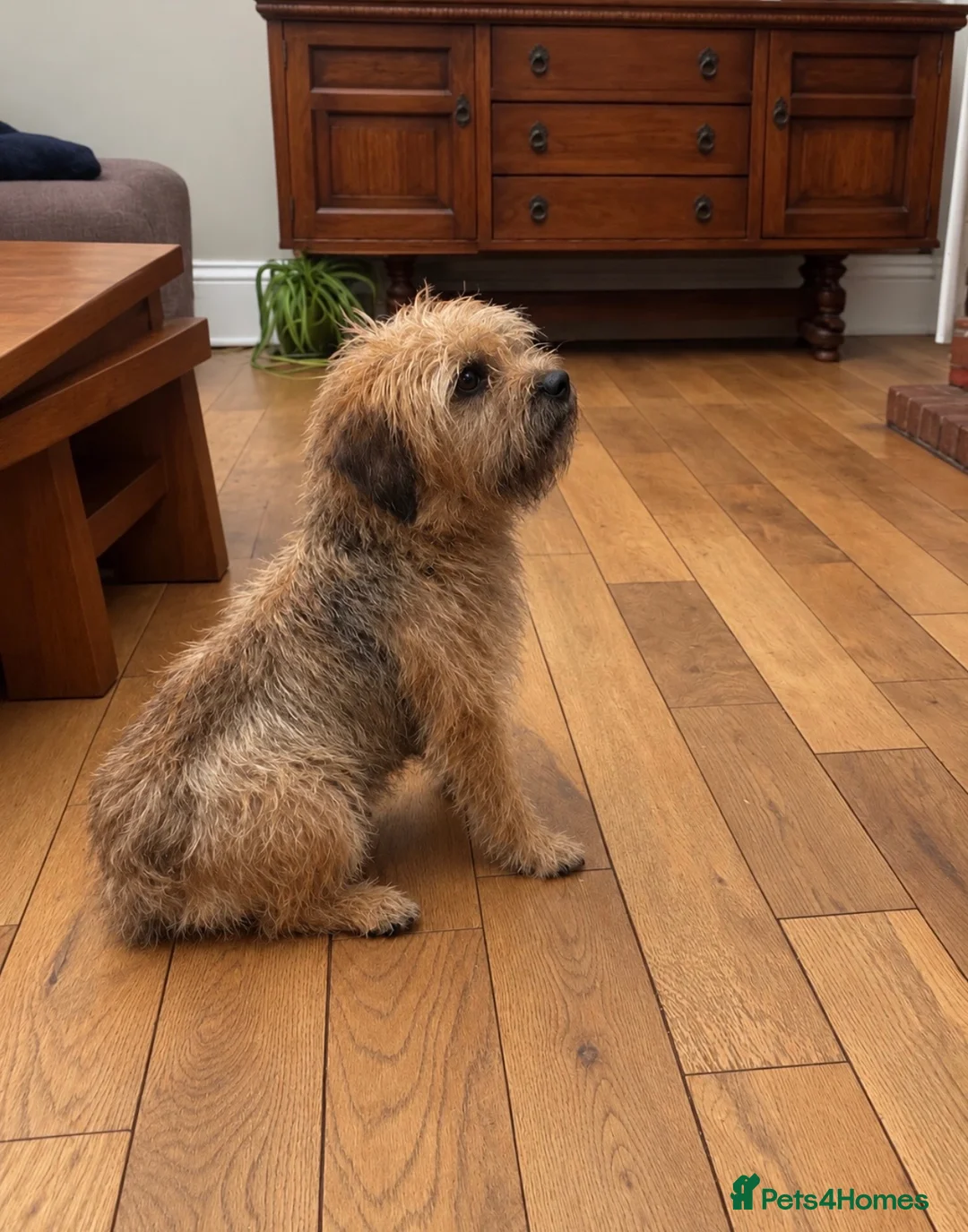 Border Terrier dogs for sale: Border Terrier puppy for new home - Advert 31