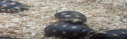 Tortoise reptiles for sale: Baby Red Foot Hatchlings - Advert 2