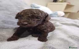 Jackapoo dogs for sale: Chocolate Jackapoo Female F1B - Image 8