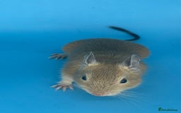 Degus rodents for sale: Baby degus - Advert 5