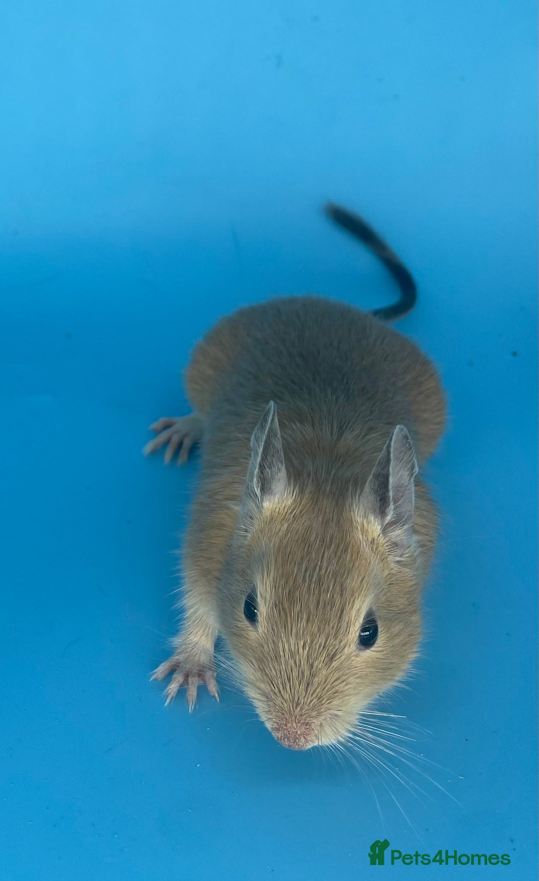 Degus rodents for sale: Baby degus - Advert 5