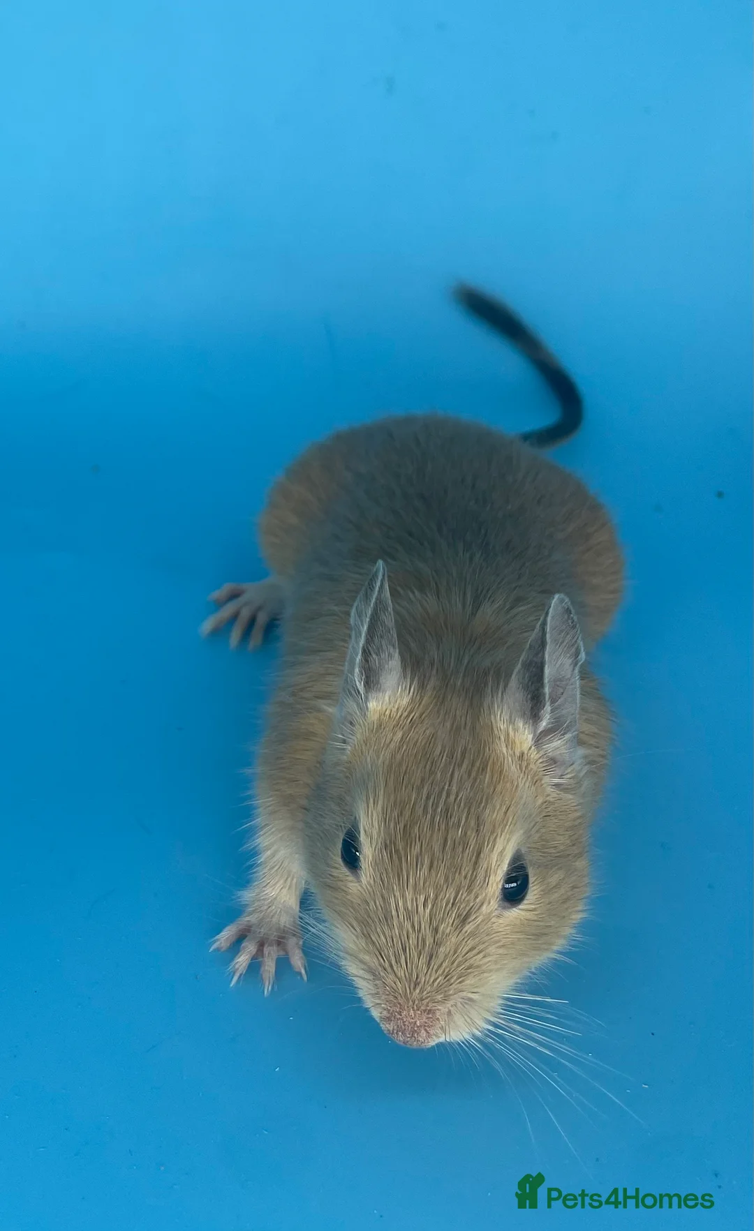 Degus rodents for sale: Baby degus - Advert 8