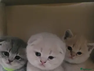 Scottish Fold cats Gorgeous pure breed kittens - Advert 10