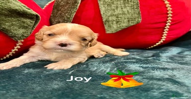 Cavapoo dogs ✨Beautiful Toy Cavapoo Puppies KC Reg parents✨ - Advert 1