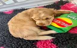 Cocker Spaniel dogs for sale: 4⭐️Licensed KC Reg English Show Cocker Spaniel - Image 5