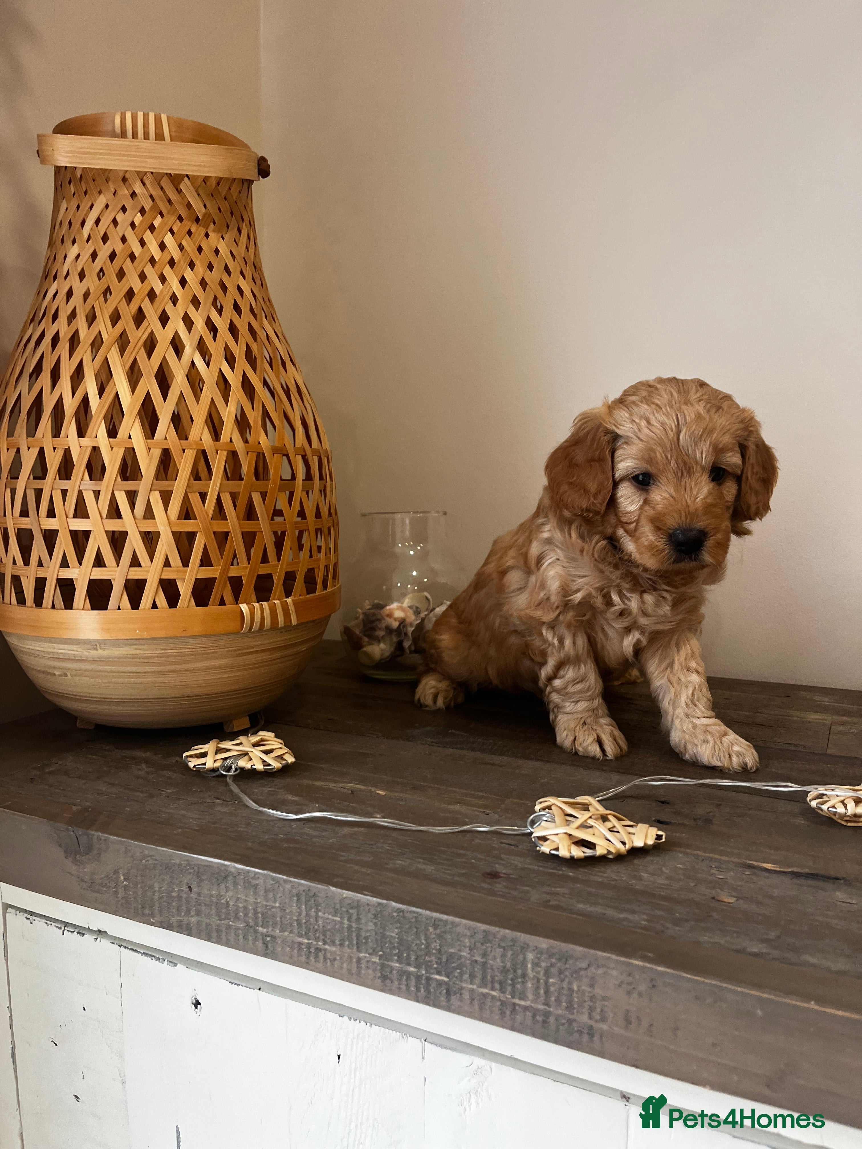 Cockapoo dogs Miniature f1b Cockapoo DNA clear 🐶  - Advert 2