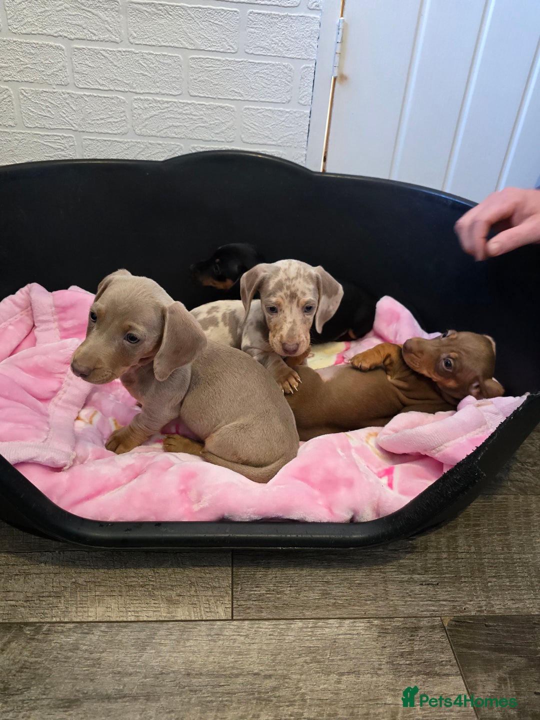 Dachshund dogs for sale: 4 beautiful dachshund boy puppies  - Advert 1
