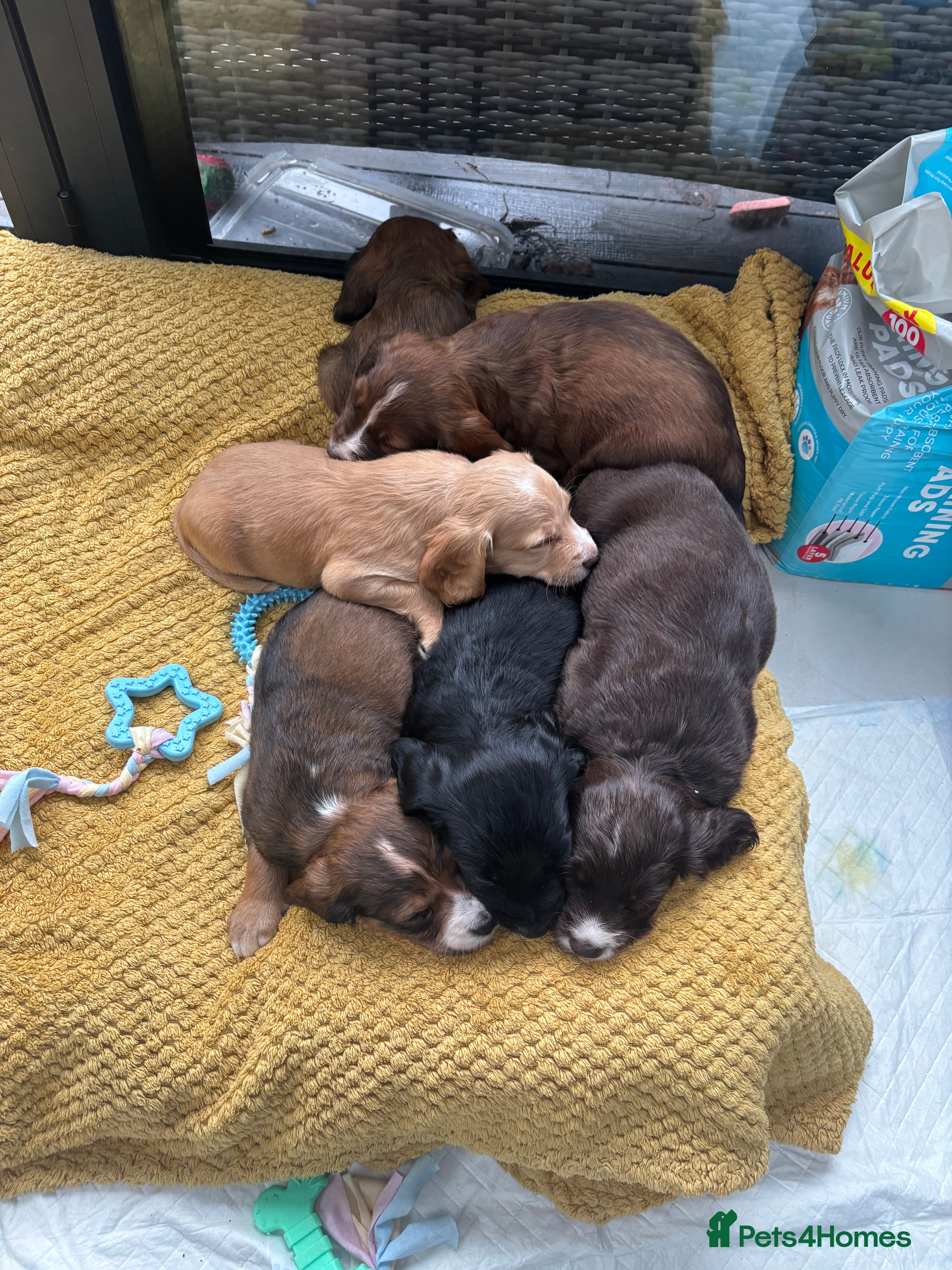 Cocker Spaniel dogs Stunning Cocker Spaniel puppy’s for sale - Advert 13