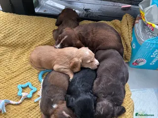 Cocker Spaniel dogs Stunning Cocker Spaniel puppy’s for sale - Advert 13