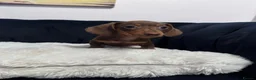 Miniature Dachshund dogs for sale: REDUCED AND READY for their new homes! KC PUPPIES! - Advert 26