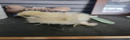Chickens poultry for sale: Silkie chick's 3 weeks old  in Stoke-on-Trent - Advert 3