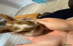 Mini Lop rabbits for sale: Mini Lop Babies ready to reserve - Image 13