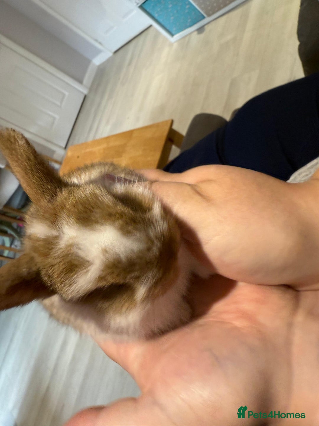 Mini Lop rabbits for sale: Mini Lop Babies ready to reserve - Image 13