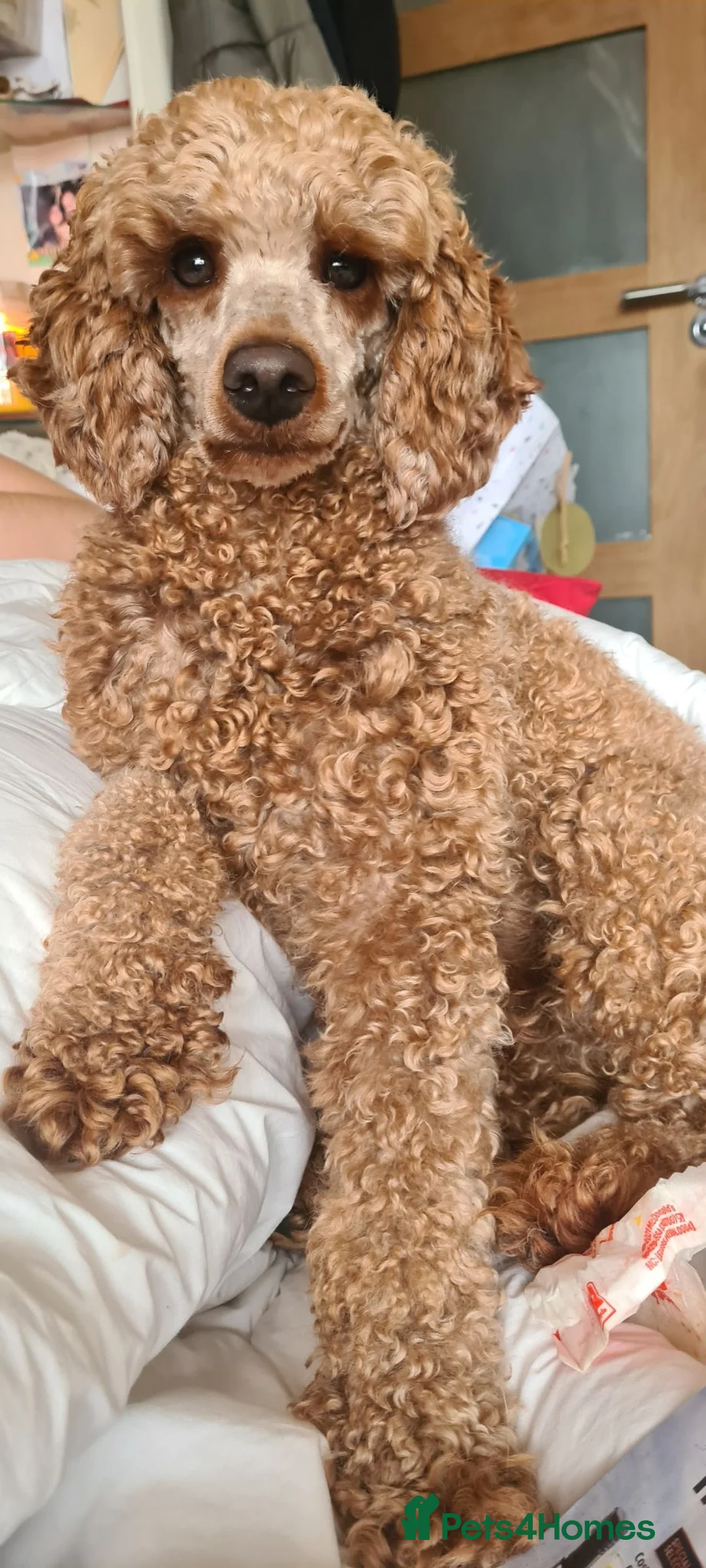Pomapoo dogs for sale: Last Gorgeous female Pomapoo puppy  - Advert 7