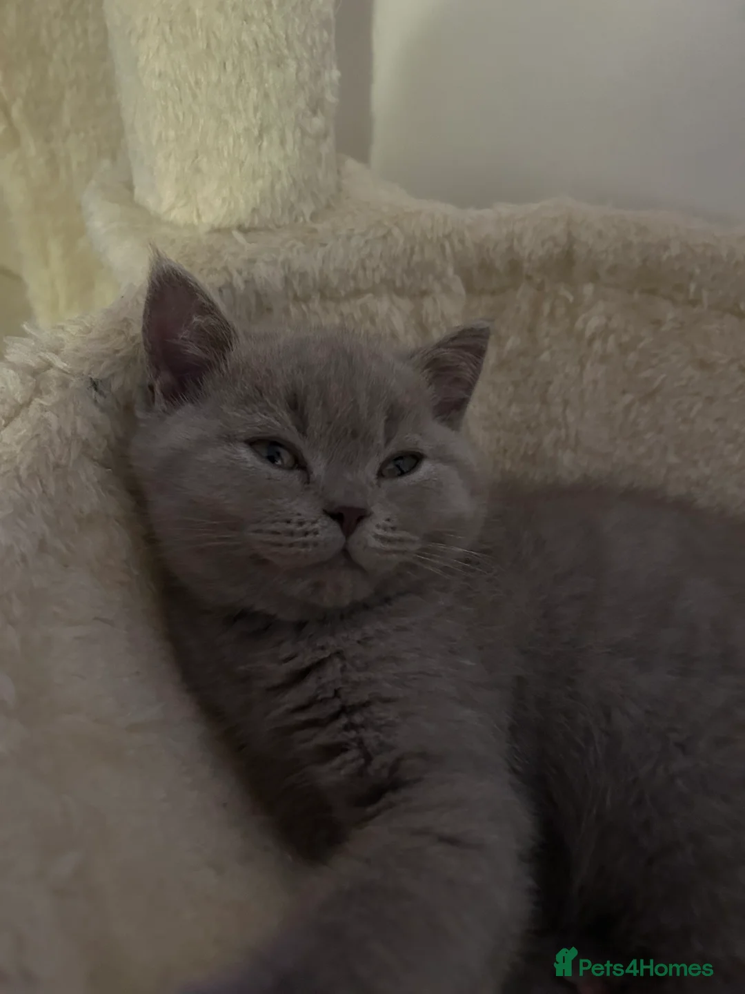 British Shorthair cats for sale: 1 beautiful chunky lilac boy left   - Advert 6