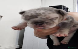 French Bulldog dogs for sale: French bulldog puppies - Image 5