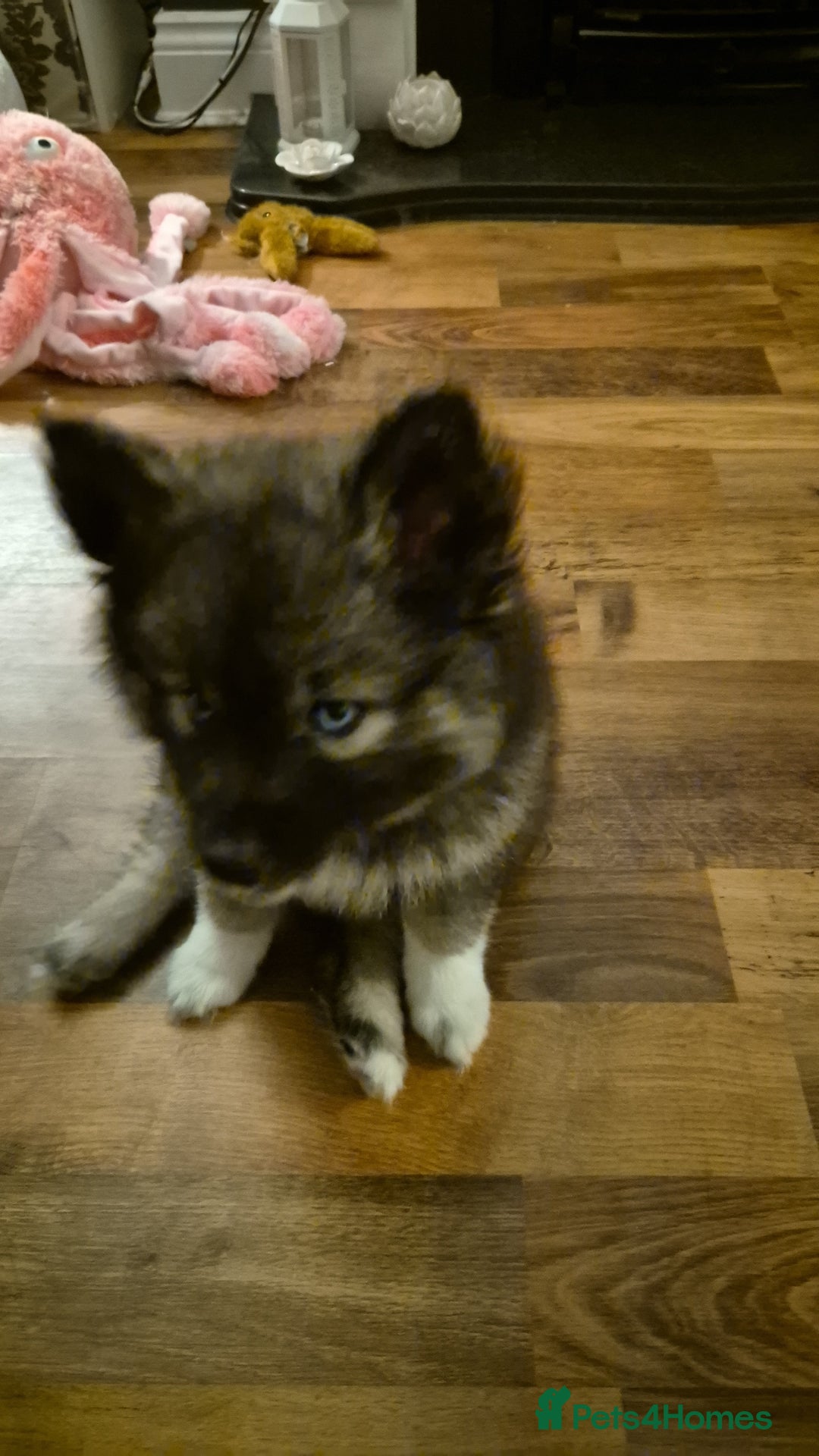 Pomsky dogs for sale: Perfect Female pomsky blue eyes - Advert 8