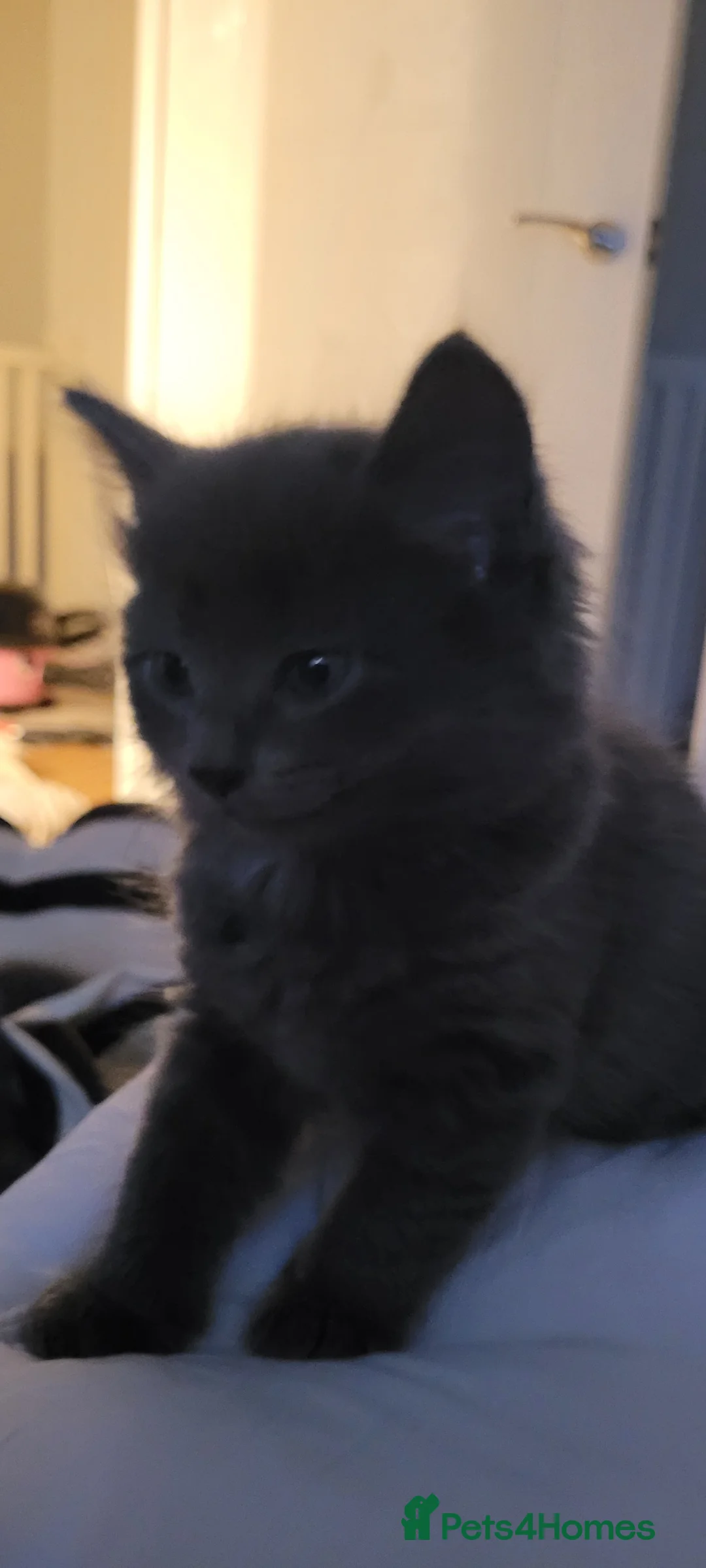 Mixed Breed cats for sale: Kittens mix short hair cross maine coon - Advert 7