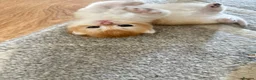 British Shorthair cats for sale: Gorgeous GCCF registered British shorthair Gold. - Advert 3