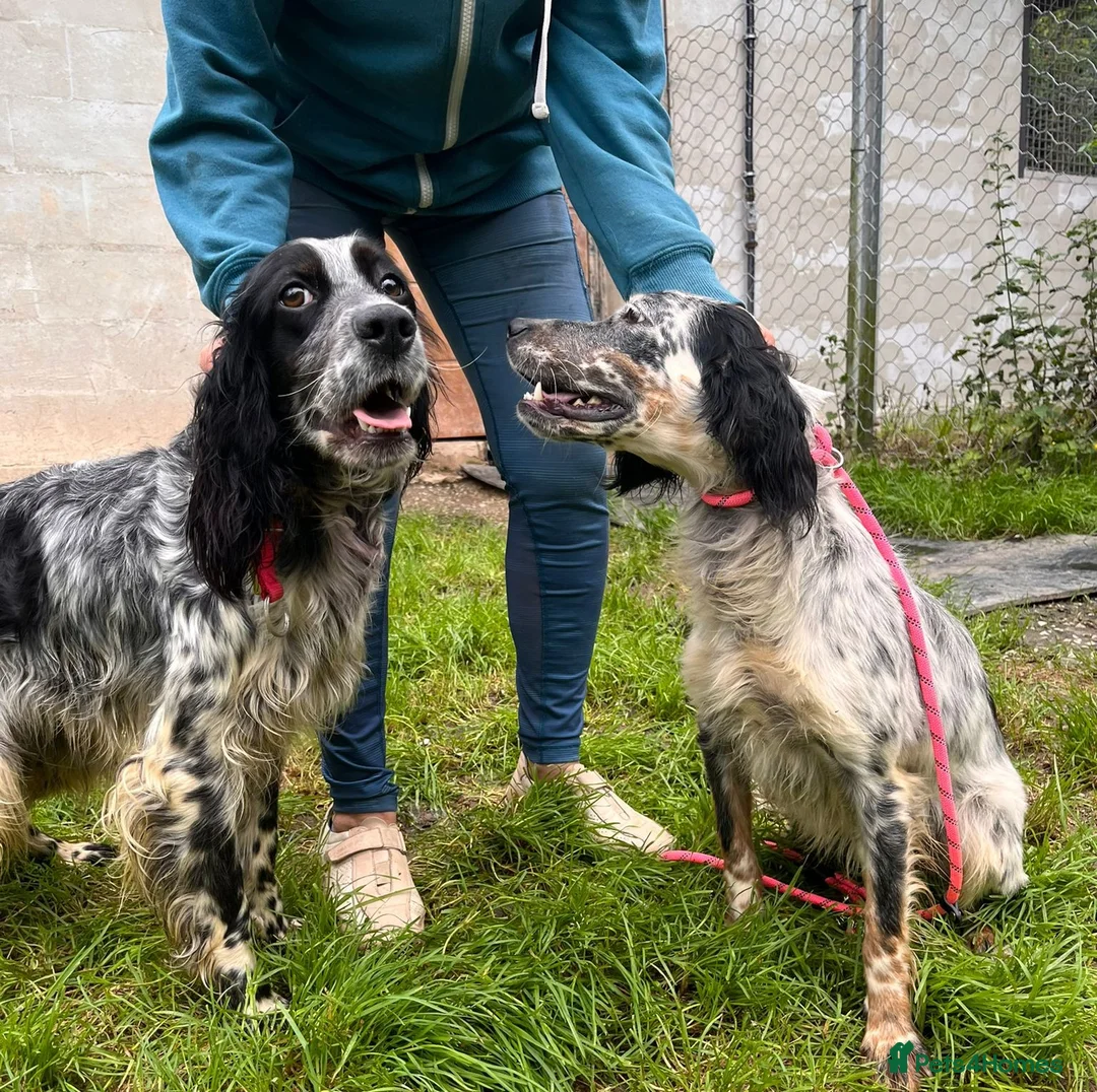 English Setter dogs for adoption: Kira  in Frinton-on-Sea - Advert 10