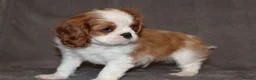 Cavalier King Charles Spaniel dogs for sale: Heart and health tested, KC registered. - Advert 18
