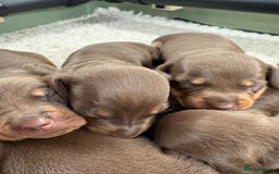 Miniature Dachshund dogs for sale: Miniature dachshund puppies  - Image 19