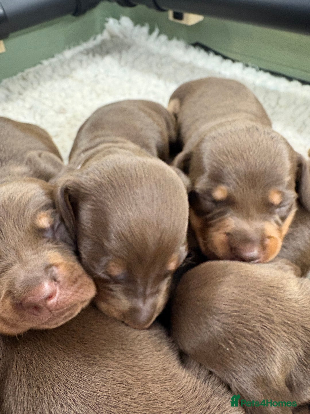 Miniature Dachshund dogs for sale: Miniature dachshund puppies  - Image 19