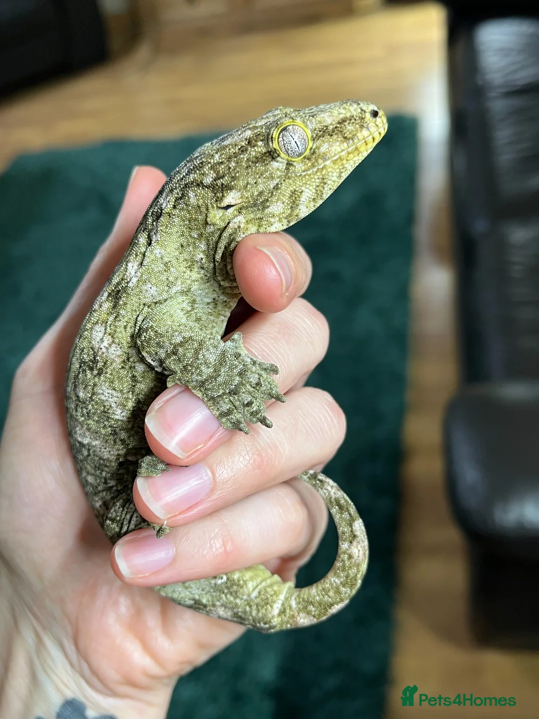 Gecko reptiles for sale: Firecracker x Moro Leachianus Gecko - Advert 4