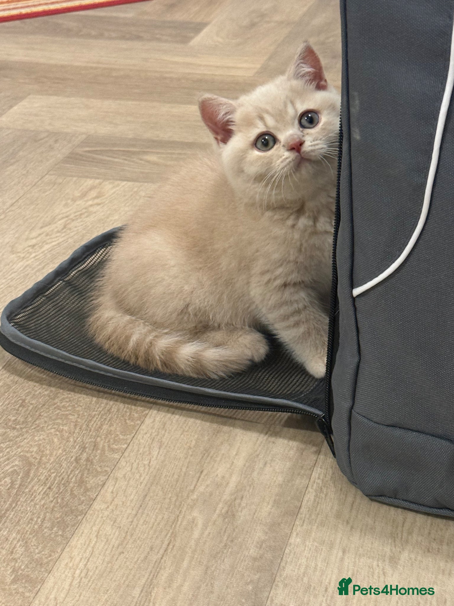 British Shorthair cats for sale: CREAM BRITISH SHORTHAIR MALE - GCCF REG - Advert 2