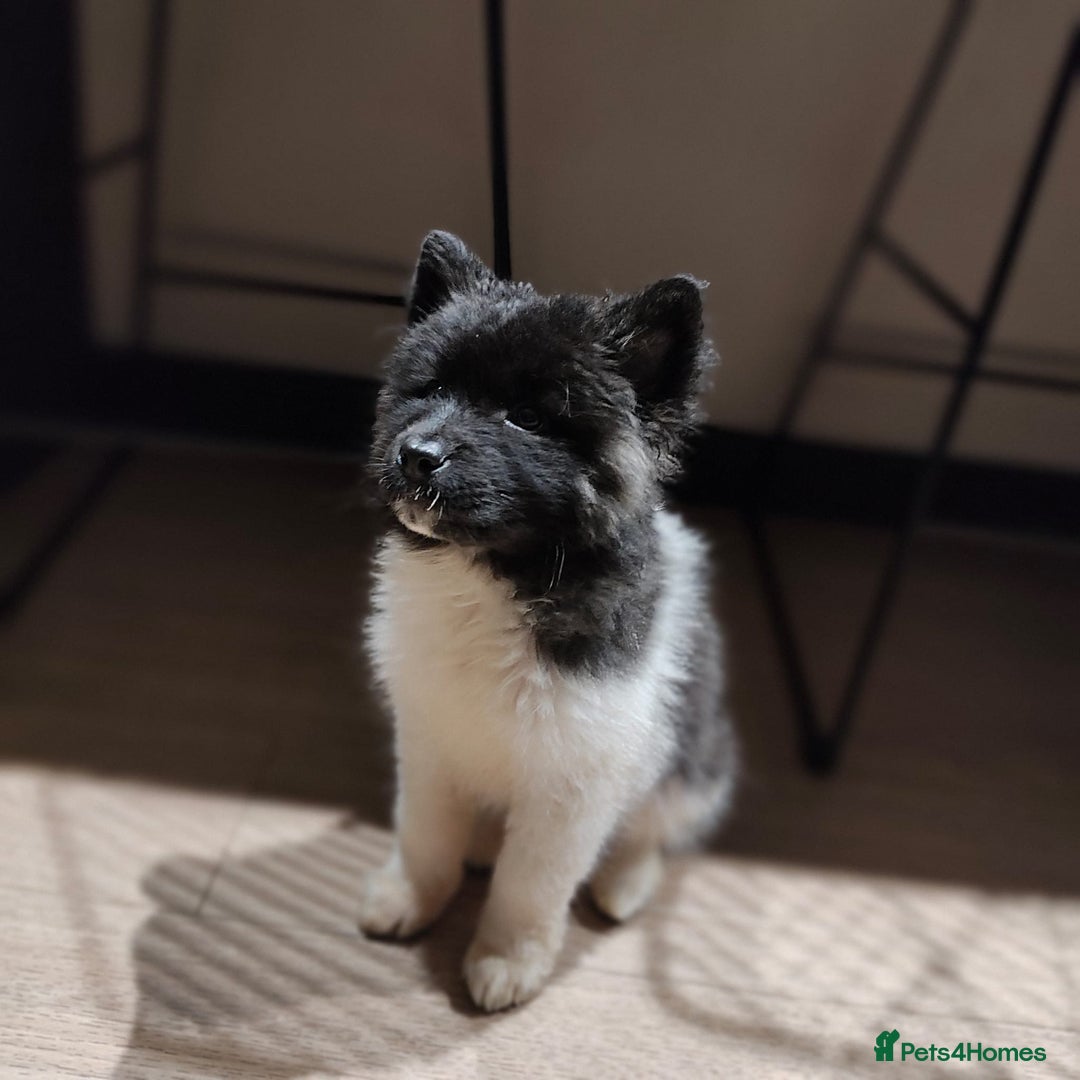 Akita dogs for sale: Quality Family Raised American Akita Puppies - Advert 5