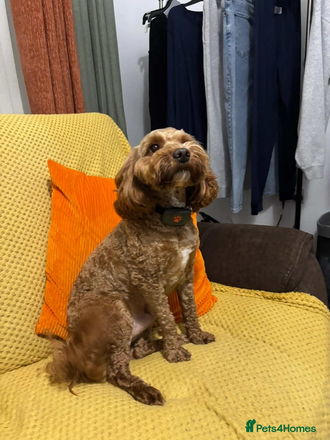 Cockapoo dogs for sale: Loki  - Advert 2