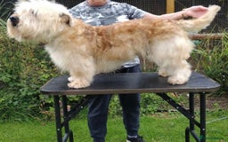 Glen of Imaal Terrier dogs for sale: Glen of Imaal terrier puppies - Image 7