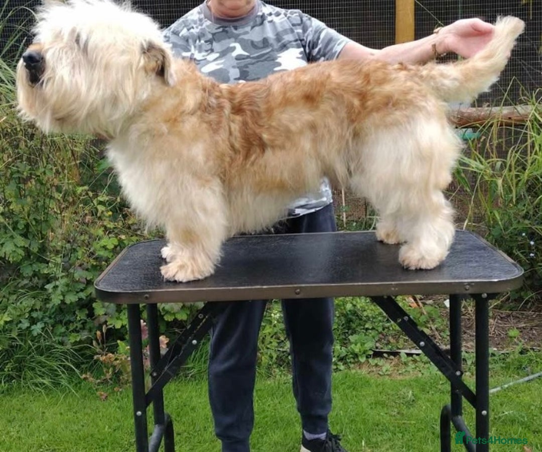 Glen of Imaal Terrier dogs for sale: Glen of Imaal terrier puppies - Image 7