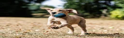 Labrador Retriever dogs for sale: QUALITY COMPETITION PROSPECT in Gloucester - Advert 4