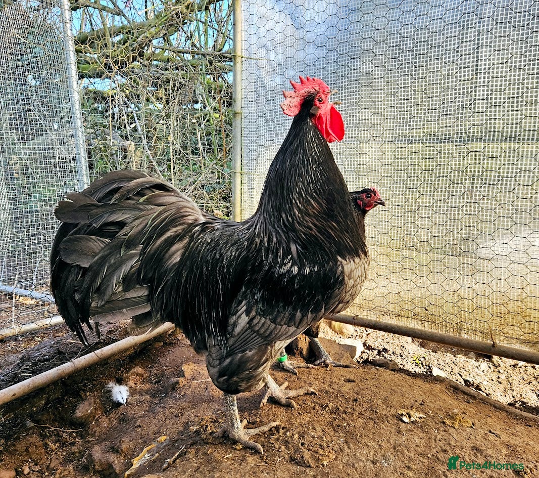 Chickens poultry Hatching Eggs Australorp Legbar Olive Polish Wyand - Advert 2