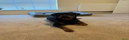 Rottweiler dogs for sale: Female Rottweiler  - Advert 1