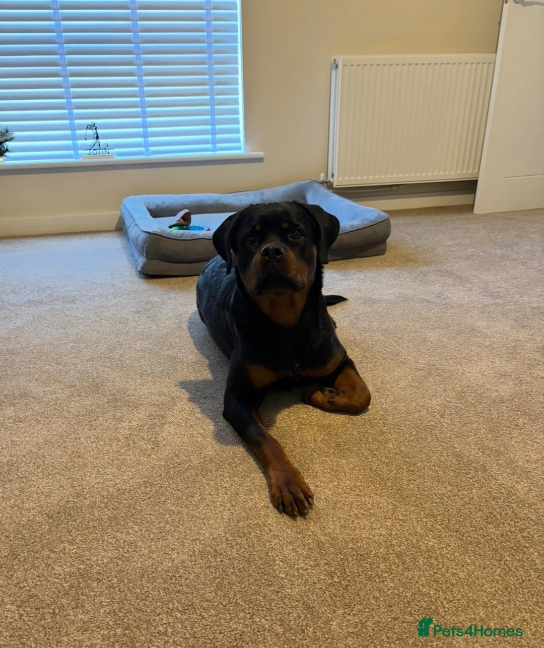 Rottweiler dogs for sale: Female Rottweiler  - Advert 1