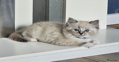 Ragdoll cats - Advert 11