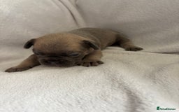 French Bulldog dogs for sale: FLUFFY frenchies puppies  - Image 7