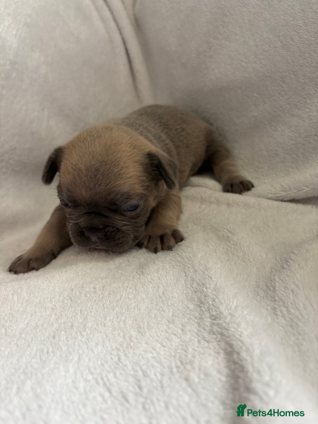 French Bulldog dogs for sale: FLUFFY frenchies puppies  - Image 7