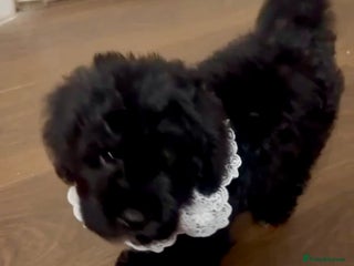 Cavapoo dogs Ready now, extensively health tested F1 cavapoo - Advert 3