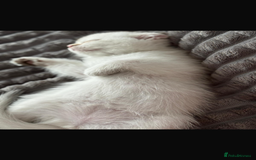 Scottish Fold cats for sale: purebred scottish kittens - Image 4