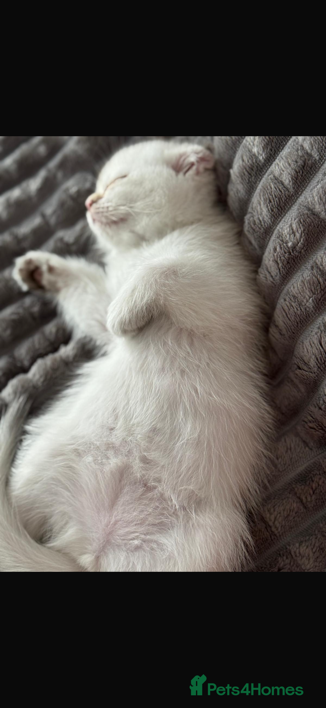 Scottish Fold cats for sale: purebred scottish kittens - Image 4
